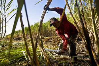 Agricultura