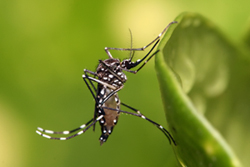 Aedes-aegypti
